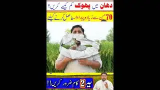 Rice Farming #apnakisanpakistan #farming #ricecultivation #shortfeed #shorts