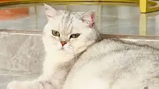 Смешные моменты с животными: приколы, которые заставят вас улыбнуться