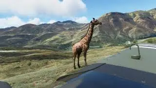 Microsoft Flight Simulator Giraffes