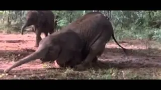 Afrika'da Amaruladan sarhoş olan hayvanlar