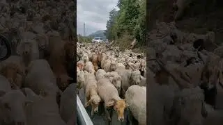 Из за чего у коз панорамное зрение? 