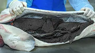 Tons Of Fresh Caviar Every Day! How Caviar Is Grown In A Progressive Factory