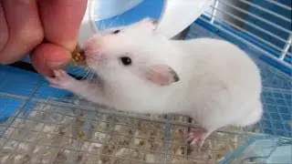 Taming Tofu!