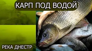 РЫБЫ ПОЛНО, А ГОВОРЯТ НЕ КЛЮЕТ. ПОДВОДНАЯ СЪЕМКА | ЛОВЛЯ КАРПА НА РЕКЕ ДНЕСТР