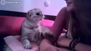 Кот целуется, умора!
