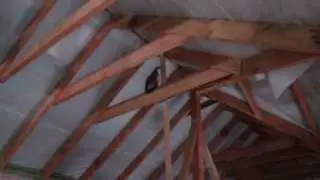 Кошачья глупость