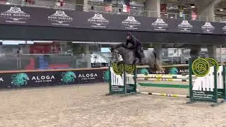 Kto Zephir - 2019y, stallion, by Zirocco Blue x Lam de Fetan - training
