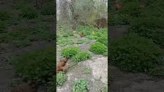 Курочки пасуться 😊