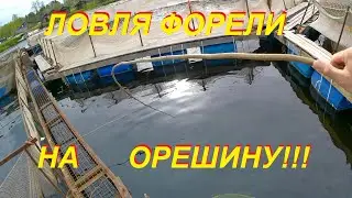 Ловля форели на орешину!!!