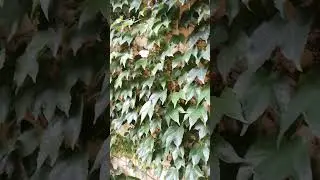 Белокрылая гостья...