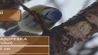Пернатые портреты