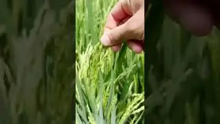 Бали. Зачем здесь выращивают рис [18+]