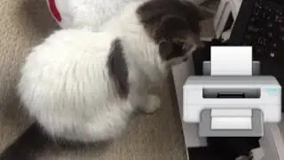 CAT VS PRINTER