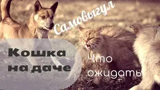 Кошка на даче. Самовыгул. Что можно ожидать.