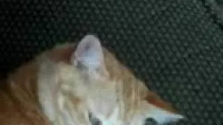 Kelly purring and rolling around