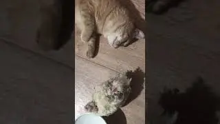 Кот охраняет раненую перепелку.