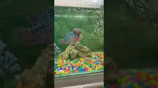Flower Horn Fish 