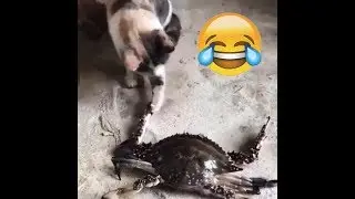 La curiosidad mató al gato🐱!!