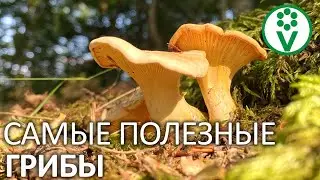 NO MORE PARASITES! We drive out worms with CHANTERELLE mushrooms