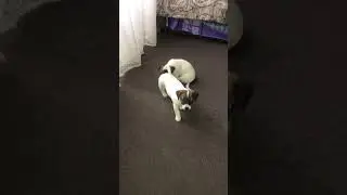 Джек Рассел терьер выполняют команду