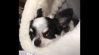 My Chihuahua Puppy’s 1st experience with a boiled Egg
