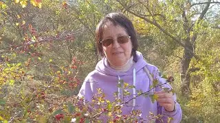 НА ДОБРАНІЧ.  (Вірші читає автор).
