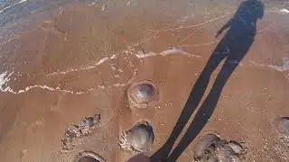 ШОК!!! Нашествие медуз на Азовском море 2020