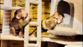 Я  посадила на горку игрушечную обезьяну и Маря со Степой перестали ее бояться!