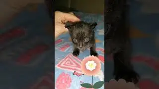Бесцеремонно,но...зато,как мама 