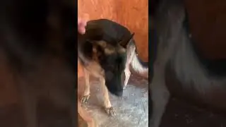 Еда, еда, иди ко мне сюда (Девиз Ярла) 😁