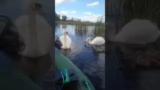 Лебеди