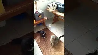 Коты и мыльные пузырики.