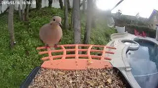 Bird videos from the Birdkiss Smart Bird Feeder