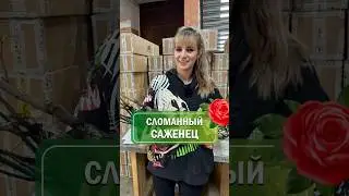 Сломанный саженец! ЧТО делать? 😱 