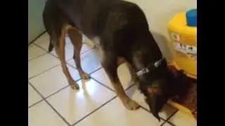 TIPS PARA HACER UN COMEDERO PARA MASCOTA