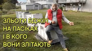 Зльоти бджіл на пасіках і в кого вони злітають #бджільництвов6тирамвуликах