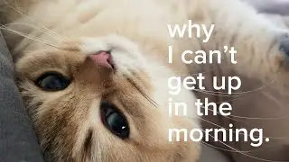 purr purr purr