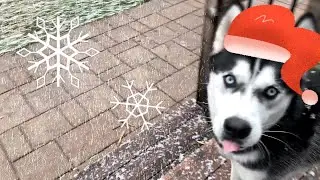 Husky Reacts to SNOW for the FIRST TIME!