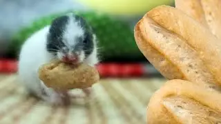 Steamed breads for hamster