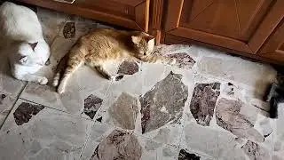 У НИХ ЛЮБОВЬ, НО ВМЕШАЛАСЬ МАМАША...