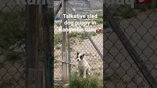 Talkative sled dog puppy