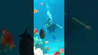 Подводный мир Дайвинг Шарм-ель-шейх