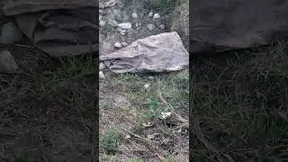Выбросили на дороге 🐕 .