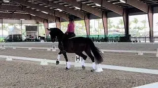 Stella schooling @Global April 2024