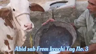 Abid Sab krachi Tag No. 3 Female