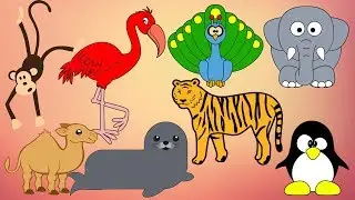 Zoo Animals 動物園