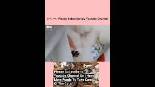 Funny 🐶😻 Cats 😻 And Dogs 🐶 Videos 😻 ||😂 