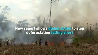 New report shows global action to stop deforestation falling short