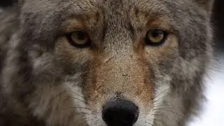 Trail Camera - Coyote Stalking Prey at Night