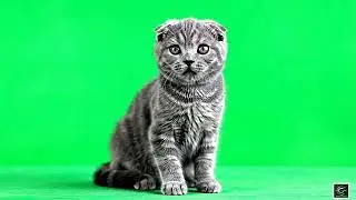 🦊 VFX Green Screen Cute Fox & Cat – FREE GREEN SCREEN